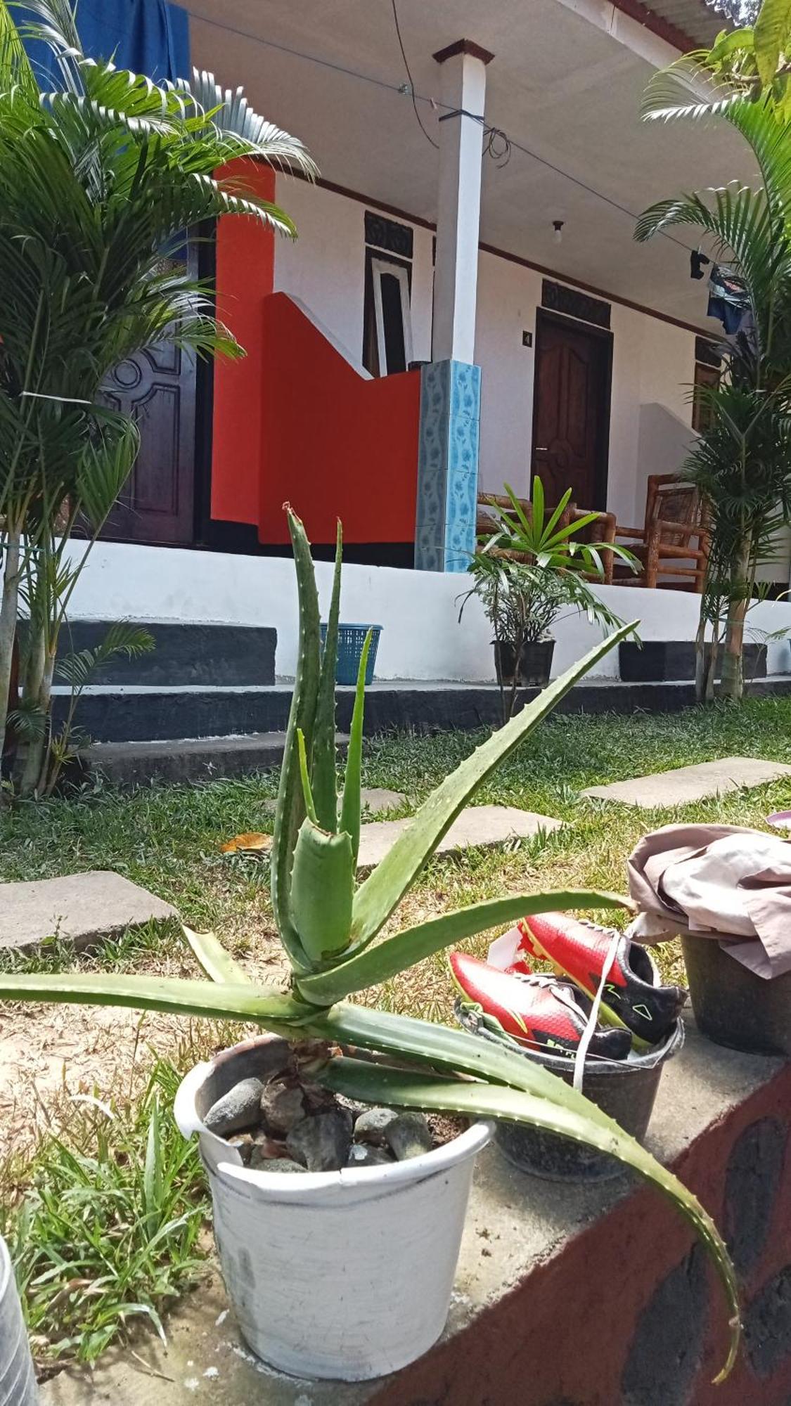 Roy Homestay Kuta Kuta  Dış mekan fotoğraf
